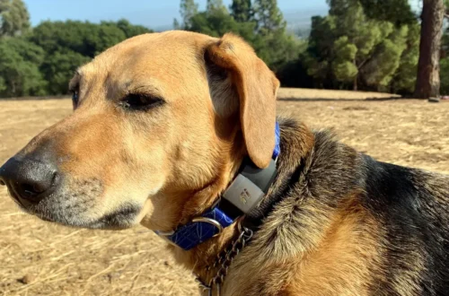 Fi Canine friend Collars: Changing the landscape of Furry